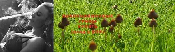 стафф Аркадак